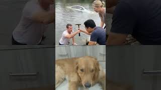 Dog saved #goldenretriever #pets #retreiver #rescuedog #rescue