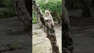 ShortVideo#shortsviral #devmanus # India #farming #funny #comwdyvideos
