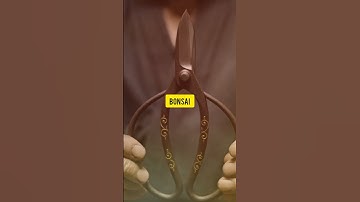 Why bonsai trees are so expensive #bonsai #soexpensive #shorts #facts