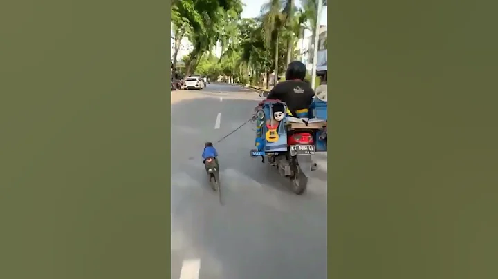 monkey bike race #ytshorts #shorts #trending #viral