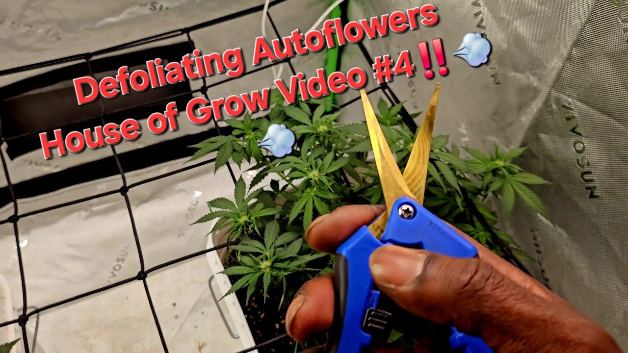 How & Why to Defoliate Autoflowers! House of Grow Video #4!