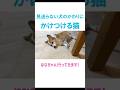 見送らない犬と見送る猫