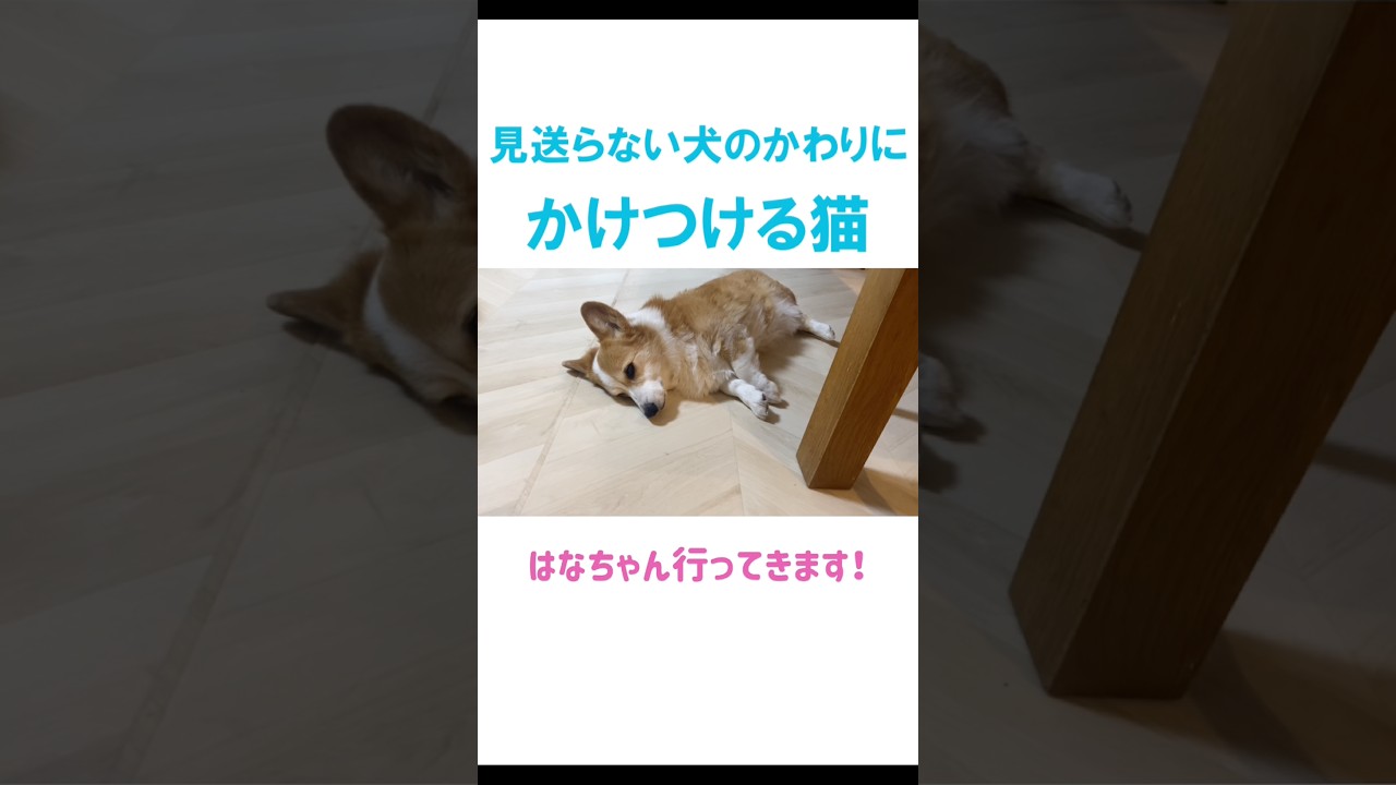 見送らない犬と見送る猫