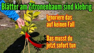 Klebrige Blätter am Zitronenbaum - Das musst du jetzt sofort dagegen tun!