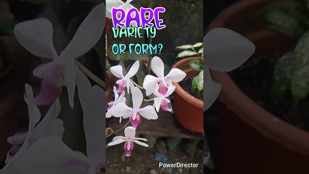 rare orchid variety or form 