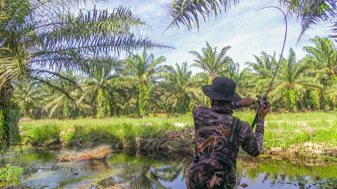 J4CKPOT !!! Ikan Favorit Jumbo Takluk Dengan Umpan Andalan 💥