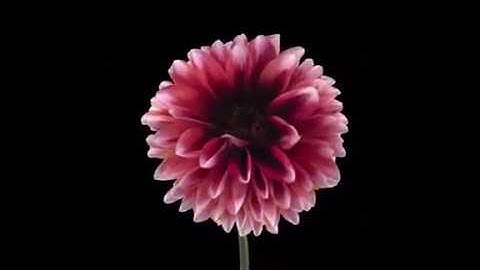 Random selection Audiovisual experience