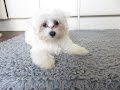 Layla - Maltese Puppy - 2 Week Residential Dog Training at Adolescent Dogs Layla - Maltese Puppy - 2 Week Residential Dog Training at Adolescent Dogs
