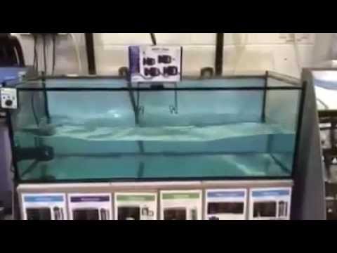 tmc reef flow youtube