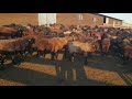 Ферма ▶ Подготовка овец к случке