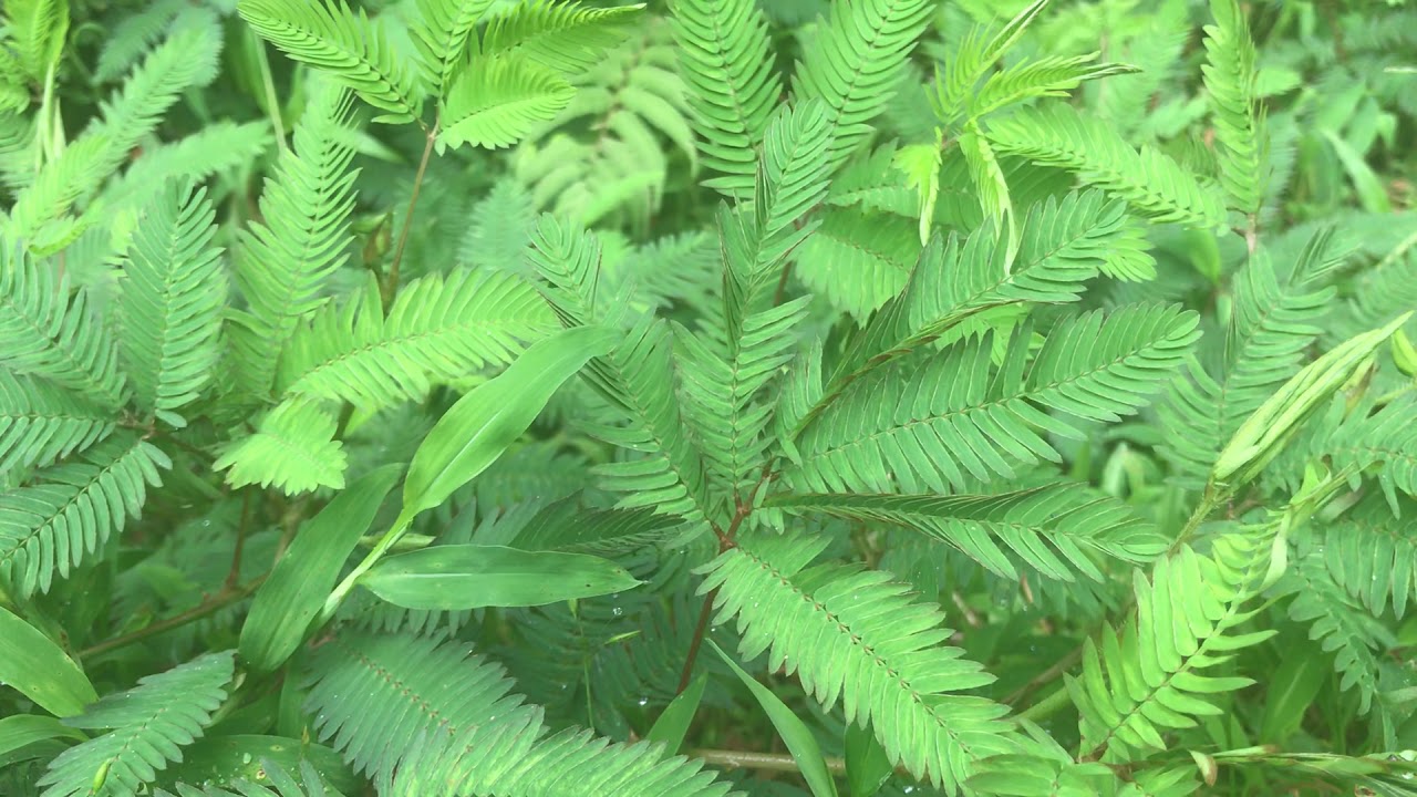 Sensitive Fern