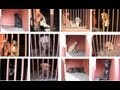 Perros asesinos en el Cerro de la Estrella