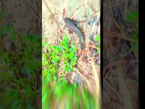Video: Peshku purtekë (foto). Purka e peshkut të lumit. Levreku