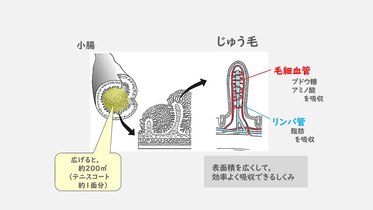 印刷可能 中学理科消化 壁紙引用画像hd