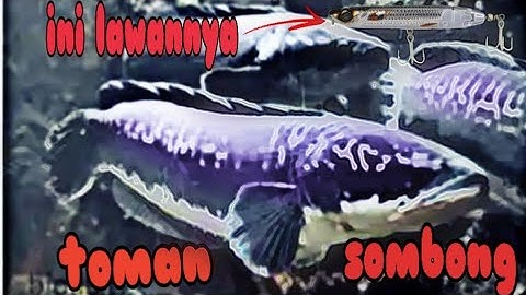 Toman/snakehead gangster with hover jet bone lure v19