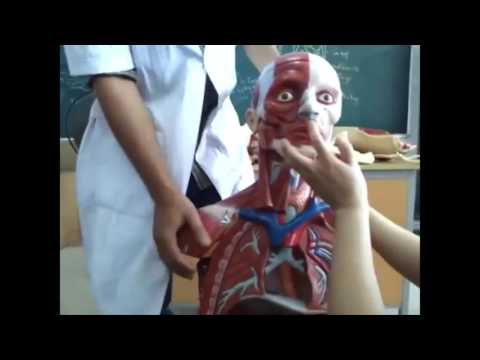 Video Giải phẫu Xương cơ Đầu mặt cổ - Mô hình Học viện YHCT... - YouTube