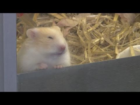Wideo: Jak Sex Baby Hamsters
