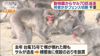 何者かにフェンス切られ・・・　動物園でサル約70匹逃走(20/06/11)