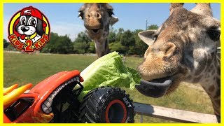 Monster Jam Toy Trucks - El Toro Loco & Gas Monkey Play at the Park, Go to the Zoo & Feed Giraffes!