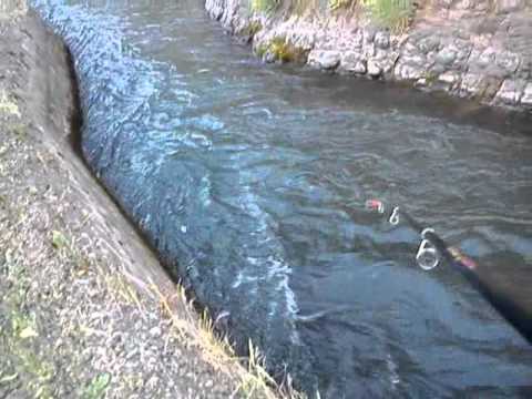 Pesca, rancagua, rio claro, truchas.3gp YouTube