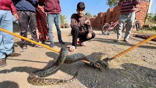 Etna Bada Snake  Pakad Liya