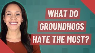 What do groundhogs hate the most?