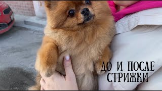 Померанский шпиц ДО и ПОСЛЕ стрижки у грумера. Pomeranian after groomer's haircut