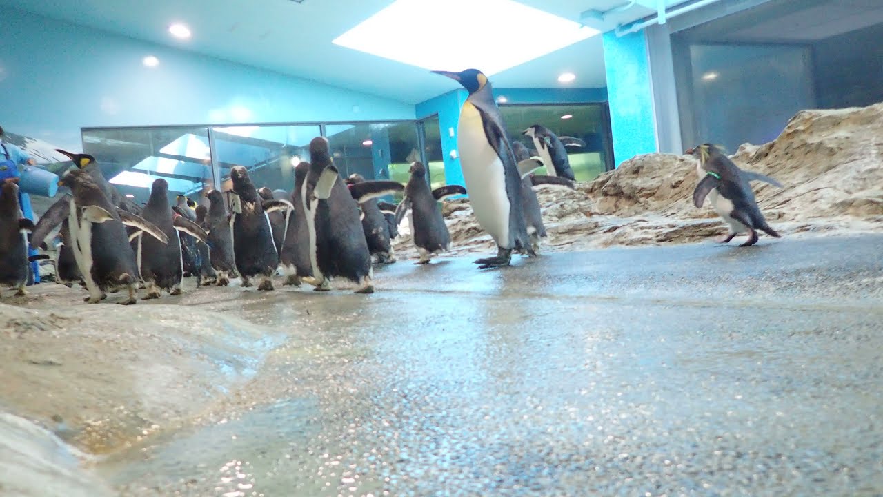 走るジェンツーペンギン！！