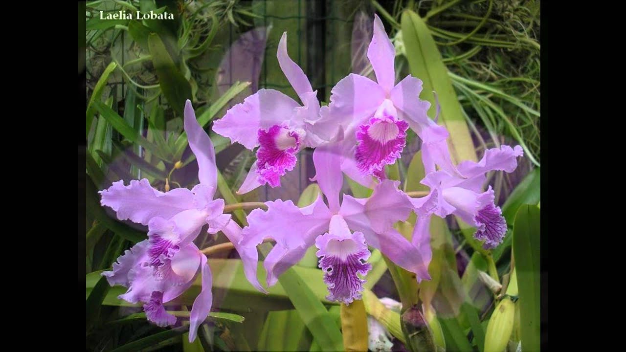 Mundo das Orquídeas