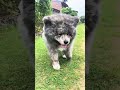 秋田犬長毛カイ雨の散歩新しいレインコートだあ