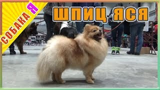 Шпиц Яся Собака я Выставка собак Шпиц Яся Собака я Выставка собак