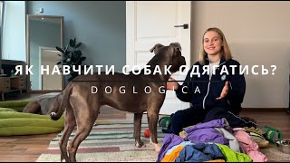 видео: Як навчити собаку одягатись без стресу картинка: Як навчити собаку одягатись без стресу