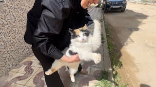 This friendly calico cat does not like to be held by anyone.