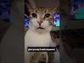 Owner Says No More Treats Cat S Reaction Will Break Your Heart Fatcats Cat Catlovers Catshorts Owner Says No More Treats Cat S Reaction Will Break Your Heart Fatcats Cat Catlovers Catshorts