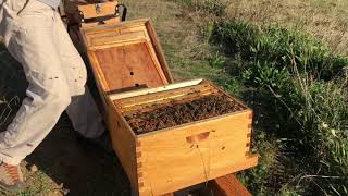 Abandoned Hive, Part 2