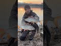 Плотва на фидер риболовля Дунай #плотва #fishing
