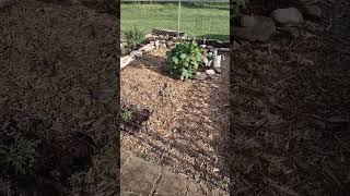 New Beds for the Square Foot Garden! #gardening #garden #squarefootgardening #squarefootgarden @RainbowGardens