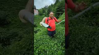 Rize Ziraat Odası Başkanı Bünyamin Arslan Jetmi̇ Vakumlu Çay Toplama Makinesini Test Edip Yorumluyor