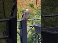 Kookaburra Bird can't catch! #kookaburra #birds #tricks