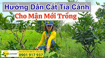 Hướng Dẫn Cắt Tỉa Cành Tạo Tán Cho Mận