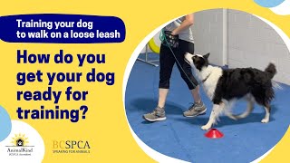 How do you get your dog ready for training | BC SPCA AnimalKind