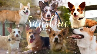 FULL CORGI MEP ||SUNSHINE|| by CØrgi Fletcher 692 views 1 year ago 2 minutes, 28 seconds