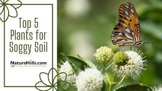 Top 5 Plants for Soggy Soil | NatureHills.com