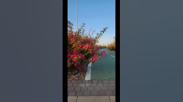 تلاوة هادئة من اواخر سورة ق