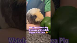 Tiny Guinea Pig Vs. Big Green Bell Pepper Cutest Munching Sounds Ever