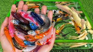 Unboxing Ikan Hias Koi, Ikan Oscar, Ikan Lele, Ikan Patin, Ikan Sepat, Ikan Gurame, Ikan Glofish