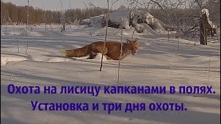 Охота на лисицу капканами в полях. Установка и три дня охоты... Февраль 2018 г. Охота на лисицу капканами в полях. Установка и три дня охоты... Февраль 2018 г.