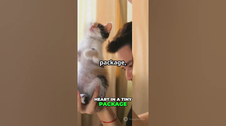 Video 9083351: rex, munchkin, cutest cat breeds, cutest tiny cat, small cat, big cat small