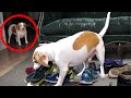 Penny the Lurker Dog: Funny Dogs Maymo &amp; Penny