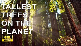 Muir Woods National Monument 4k Video